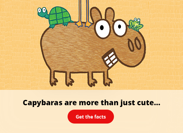 Capybaras are more than just cute. Get the facts.